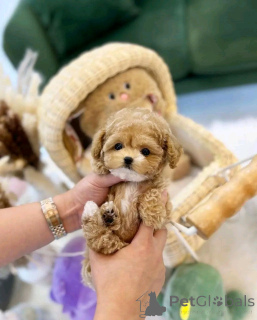 Photo №2 to announcement № 138055 for the sale of poodle (toy) - buy in Spain breeder