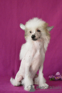 Photo №4. I will sell chinese crested dog in the city of Москва. private announcement - price - 1500$