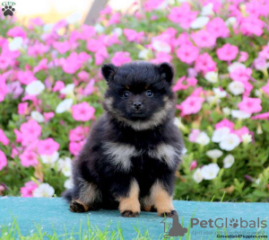 Photo №2 to announcement № 44779 for the sale of pomeranian - buy in Germany 
