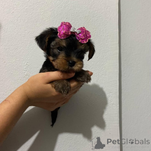 Photo №2 to announcement № 174924 for the sale of yorkshire terrier - buy in Czech Republic breeder