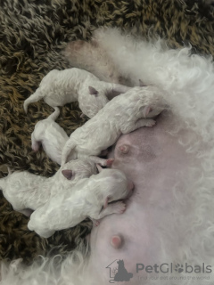 Photo №3. Kc Registered Bichon Frise Pups. United States