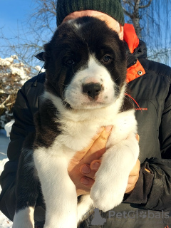 Photo №2 to announcement № 31447 for the sale of central asian shepherd dog - buy in Belarus breeder