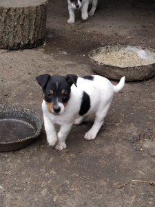 Photo №4. I will sell jack russell terrier in the city of Smila. breeder - price - 432$