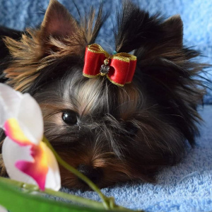 Photo №1. yorkshire terrier - for sale in the city of Polotsk | negotiated | Announcement № 2662