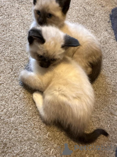 Photo №1. siamese cat - for sale in the city of Herdecke | 329$ | Announcement № 148375