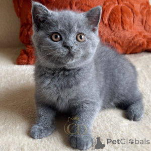 Photo №2 to announcement № 177435 for the sale of british shorthair - buy in Germany breeder