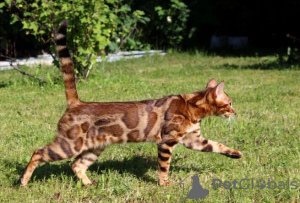 Photo №2 to announcement № 95202 for the sale of bengal cat - buy in Germany private announcement, breeder