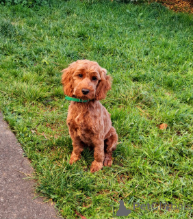 Photo №1. kavapu - for sale in the city of Донегол | 471$ | Announcement № 138589