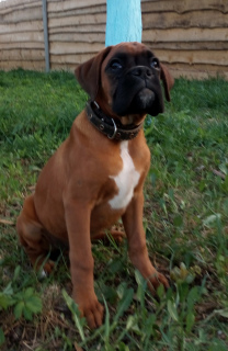 Photo №4. I will sell boxer in the city of Minsk. from nursery, breeder - price - 378$
