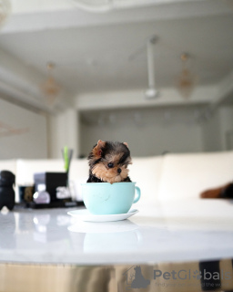 Photo №2 to announcement № 131040 for the sale of  - buy in Germany private announcement