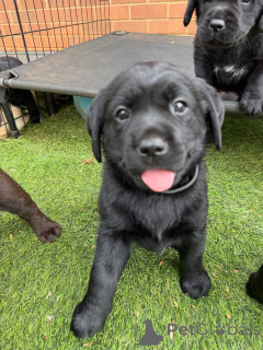 Photo №3. Cute Black Lab Puppies Intelligent & Loving Companions. Denmark