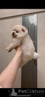 Photo №2 to announcement № 46137 for the sale of pomeranian - buy in Italy breeder