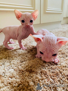 Photo №1. sphynx cat - for sale in the city of Raahe | 329$ | Announcement № 140900