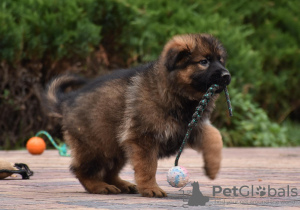 Photo №1. german shepherd - for sale in the city of Warsaw | negotiated | Announcement № 25885