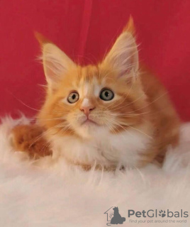 Photo №1. maine coon - for sale in the city of Gijón | 370$ | Announcement № 121783