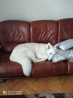 Photo №2 to announcement № 106388 for the sale of berger blanc suisse - buy in Poland breeder