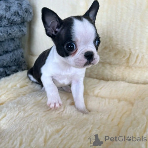 Photo №3. Französische Bulldogge Welpen zur Adoption. Germany