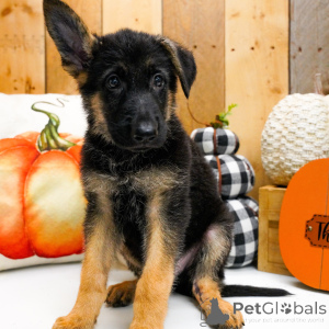 Photo №4. I will sell german shepherd in the city of Houston. private announcement - price - 800$