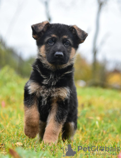 Photo №1. german shepherd - for sale in the city of Minsk | 151$ | Announcement № 76474