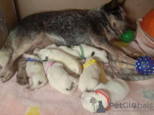 Photo №1. australian cattle dog - for sale in the city of Bryansk | 621$ | Announcement № 8064