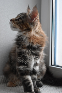 Photo №4. I will sell maine coon in the city of Ivanovo. from nursery - price - Negotiated