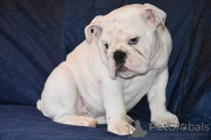 Additional photos: English Bulldog puppies