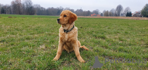 Photo №3. Golden Retriever puppy - female. Germany