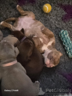 Photo №3. Pocket Bully x alte englische Bulldogge. Germany