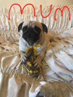 Photo №4. I will sell pug in the city of London. private announcement - price - 416$