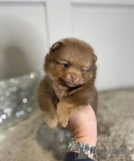 Photo №2 to announcement № 128911 for the sale of pomeranian - buy in Belgium breeder