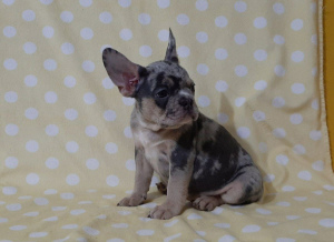 Photo №1. french bulldog - for sale in the city of New York | 3500$ | Announcement № 6988