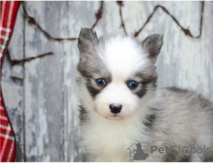 Photo №2 to announcement № 17284 for the sale of pomeranian, siberian husky - buy in Australia 