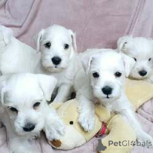 Photo №2 to announcement № 168828 for the sale of schnauzer - buy in Belgium breeder