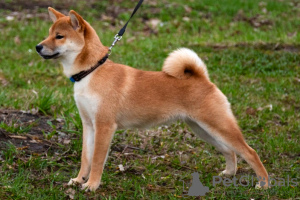 Additional photos: Shiba Inu puppies