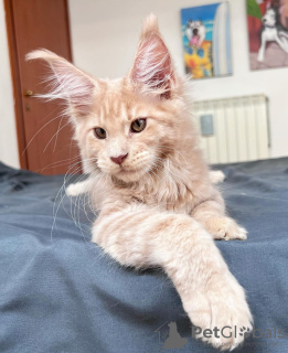 Photo №4. I will sell maine coon in the city of Berlin. breeder - price - 423$