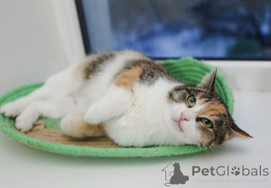 Photo №3. Looking for a cat Pixie. Russian Federation