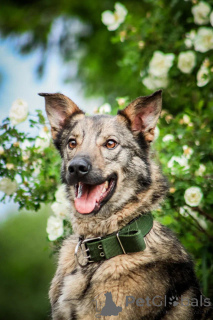 Photo №2 to announcement № 150741 for the sale of non-pedigree dogs - buy in Russian Federation private announcement