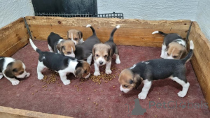 Photo №1. beagle - for sale in the city of Bietigheim-Bissingen | 361$ | Announcement № 171428