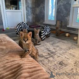 Photo №4. I will sell savannah cat in the city of Enontekiö. breeder - price - negotiated