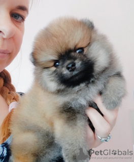 Photo №1. pomeranian - for sale in the city of Burgas | 633$ | Announcement № 61945