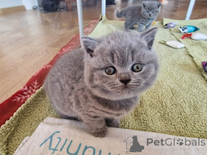 Photo №2 to announcement № 140363 for the sale of british shorthair - buy in Belgium from nursery