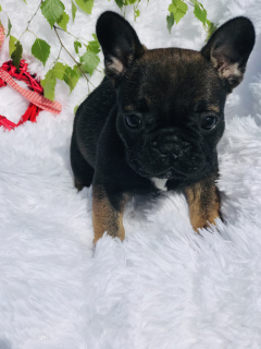 Photo №3. French bulldog puppy. Russian Federation