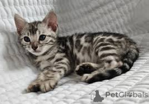 Photo №1. bengal cat - for sale in the city of Duisburg | negotiated | Announcement № 159399