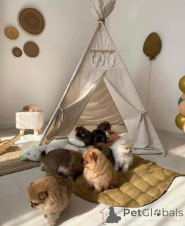 Photo №2 to announcement № 174997 for the sale of pomeranian - buy in Germany private announcement