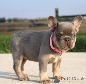 Photo №1. french bulldog - for sale in the city of Bucharest | negotiated | Announcement № 157976