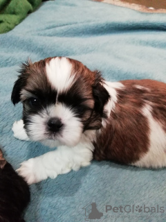 Additional photos: Purebred Shih Tzu puppies.