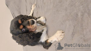 Photo №2 to announcement № 127995 for the sale of cavalier king charles spaniel - buy in Germany private announcement