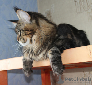 Photo №2 to announcement № 7739 for the sale of maine coon - buy in Russian Federation breeder