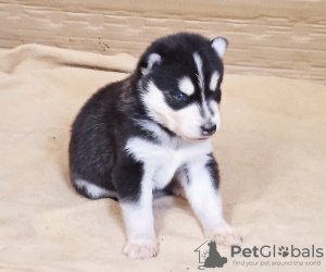 Photo №1. siberian husky - for sale in the city of Юлихярмя | 1057$ | Announcement № 107763