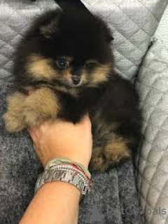 Photo №2 to announcement № 165561 for the sale of pomeranian - buy in United Kingdom private announcement, breeder